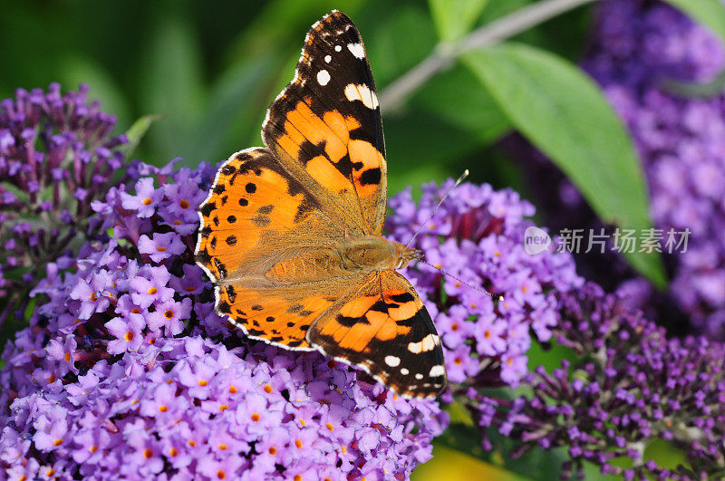 英国，Painted Lady Butterfly